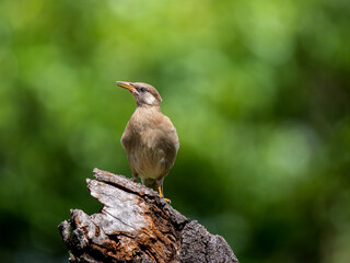 木にとまるムクドリ