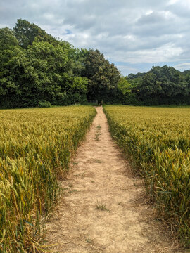 Rural Footpath Through Golden Wheat Field Leading to Green Woodland Under Cloudy Summer Sky
