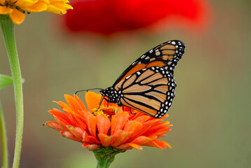 close up on butterfly on blooming flower
