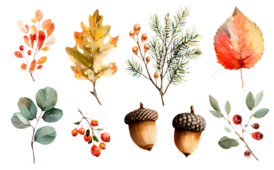 Hand drawn watercolor illustration. Set of fall leavs, acorns, berries, sprucebranch. Forest design elemnts. Hello Autumn! Perfectfor seasonal advertisement invitations, cards