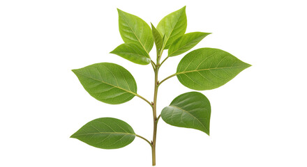 Obraz premium Fresh Green Leaves Branch Isolated on White Background plant nat