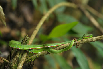green Trimeresurus popeiorum snack on a branch