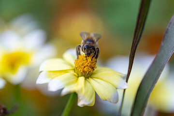 Bee collecting pollen from a yellow flower in a vibrant garden during springtime