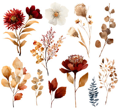 Watercolor floral on white. Red, burgundy, brown autmn wild flowers, eucalyptu branches, leaves and twig. Cut out hand drawn PNG o transparent background. Iolated clipart.