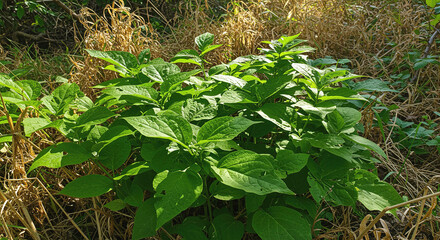 Lush Green Plants in Sunny Wildflower Meadow green leaves foliag