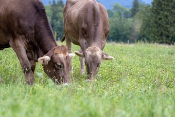 Cows grazing peacefully in a lush green field during a sunny afternoon in a rural setting