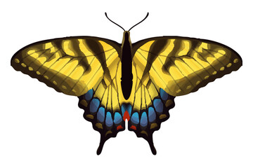 Eastern Tiger Swallowtail - Papilio glaucus © Eleanor