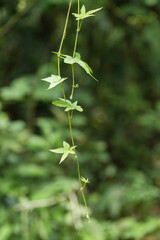 green leaves background in the forest