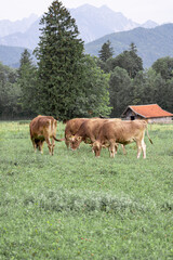 Cows grazing peacefully in a serene meadow near mountains in Bavaria during the late afternoon