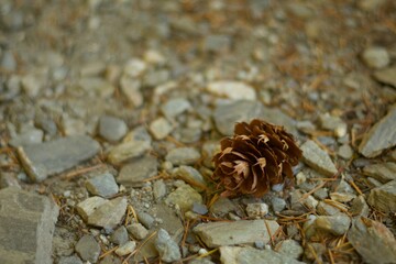 A small brown pine cone lying on a textured ground of gravel and stones in the forest
