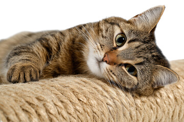 A cat is laying on a brown surface with its eyes closed. The cat appears to be relaxed and comfortable