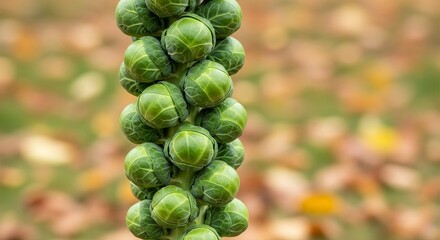 Fresh green brussels sprouts growing on the stalk ready for harvest in autumn