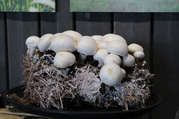 Close-up of white button mushrooms growing in substrate on a mushroom farm, symbolizing organic food cultivation and sustainable farming.