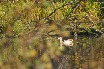 Egyptian goose on the lake surrounded by branches in the lake, Egyptian geese, surrounded by autumn leaves reflected in the pond, Alopochen aegyptiaca surrounded by colorful autumn leaves