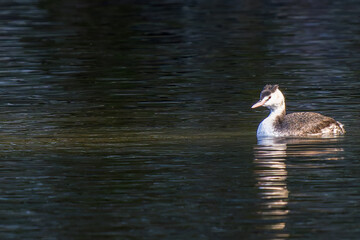 池を泳ぐカンムリカイツブリ