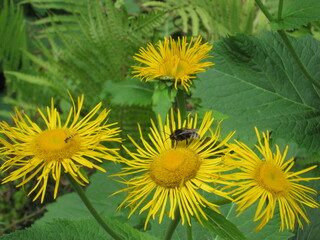 dandelions in the grass
