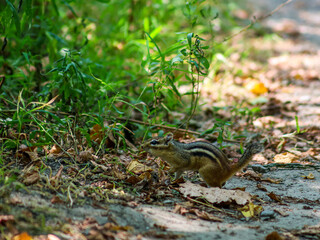 Eastern chipmunk on forest path with green plants and fallen leaves