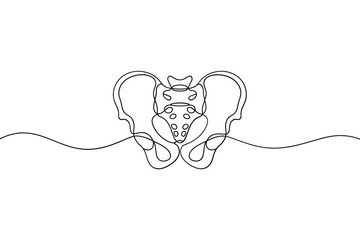 Anatomical line drawing of the human pelvis