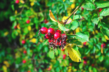 Closeup of rosehip berries on branch showing detailed fruit texture for garden, nature, and botanical macro photography concepts