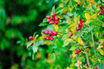 Obraz premium Red rosehip berries emphasizing medicinal and wellness benefits in soft blurred background for herbal remedies, natural health, and botanical concepts
