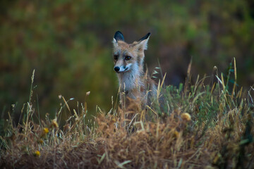 Wild fox in the forest at dusk in Monfragüe National Park, Extremadura, Spain. Wildlife photography in natural environment.