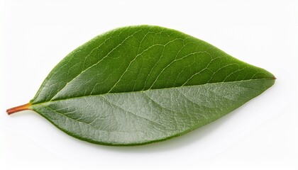 Fototapeta premium a leaf of the milk flower cotoneaster cotoneaster coriaceus in august isolated on white background