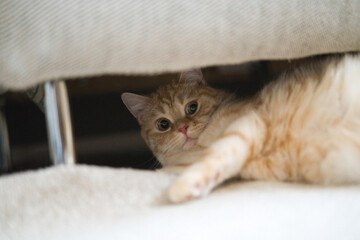 A cat is laying under a chair