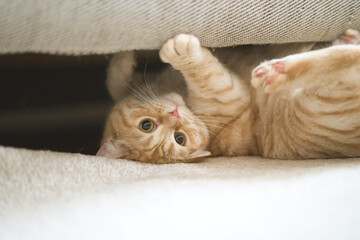 A cat is playing with a pillow