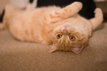 A cat laying on the floor