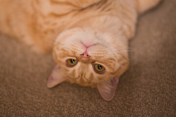 A cat laying on the floor