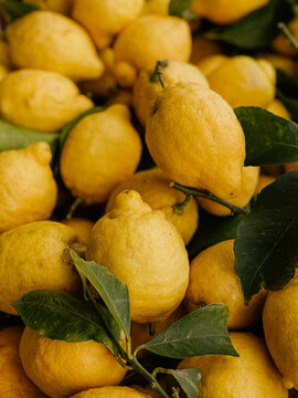 Cytryny amalfitano z włoskiego regionu Amalfi. Limoni.