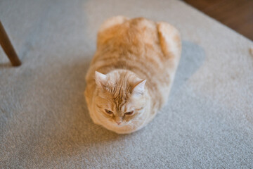 A cat is sitting on the floor looking at the camera