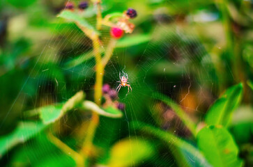 Cross spider sitting on web with blurred background showing detailed arachnid and natural habitat for wildlife, entomology, and nature concepts