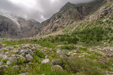 View of the glacier at the top of the mountain, covered with clouds. Melting glacial water flows down from the top of the mountain, forming waterfalls. Flowers in the highlands near the glacier.