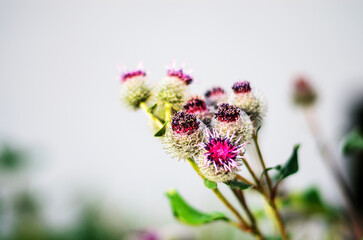 Beautiful red thorny flower in soft blurred background creating natural closeup botanical composition for garden, nature and floral design themes
