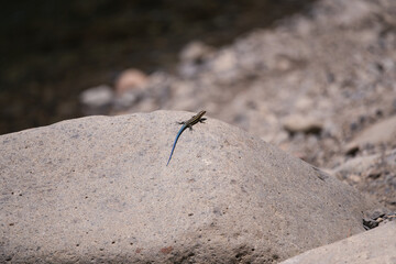 A small blue dragon sitting on a rock