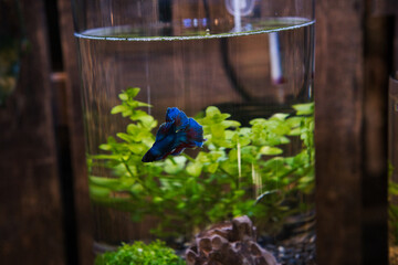 A small fish in a glass of water