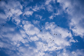 A flock of birds flying in the sky
