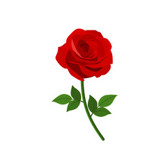 Vibrant red rose with lush green leaves, symbolizing love and beauty, isolated on black background
