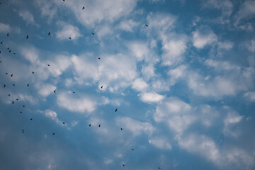 A flock of birds flying in the sky