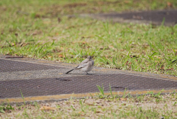 A bird is sitting on the ground in the grass