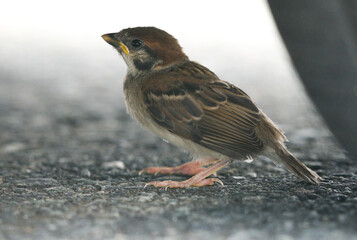 A bird standing on the ground with its beak open