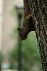 Waiting Squirrel