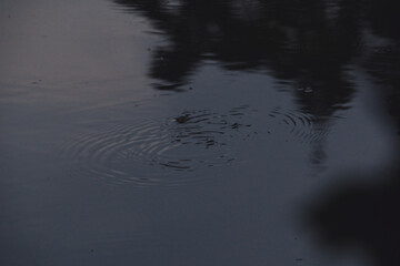 A bird is standing in the water with its head in the water