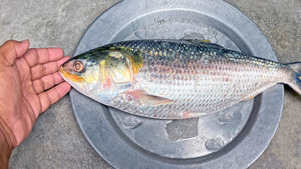Fresh Hilsa Fish in Hand – Seafood and Market Photography