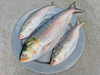 Multiple Fresh Hilsa Fish on Plate – Bengali Seafood Photography