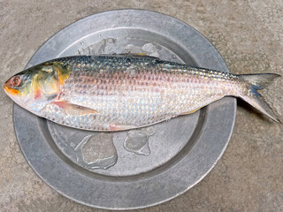 Single Hilsa Fish on Metal Plate – Traditional Seafood Ingredient