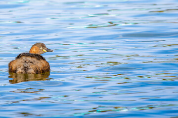 池を泳ぐカイツブリ