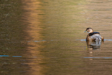池を泳ぐカイツブリ