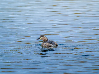 池を泳ぐカイツブリ
